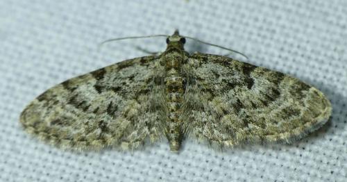 Réf. 228 394 : Eupithecia dodoneata